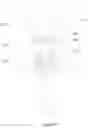 Fig. 14 - Anti-short circuit structure of high-capacity relay