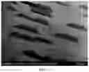 Fig. 12 - Monolayer graphene on non-polar face SiC substrate and control method thereof