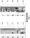 Fig. 02 - Method of 3D logic fabrication to sequentially decrease processing temperature and maintain material thermal thresholds