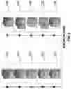 Fig. 03 - Method of 3D logic fabrication to sequentially decrease processing temperature and maintain material thermal thresholds