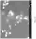 Fig. 05 - Perovskite film, precursor composition thereof, method for preparing the same, and semiconductor element including the same