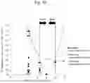 Fig. 20 - Separator and method for manufacturing separator