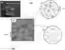 Fig. 01 - Polymer electrolyte membranes