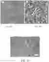 Fig. 08 - Polymer electrolyte membranes