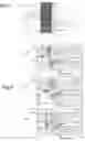Fig. 02 - ELECTROMECHANICAL DEVICE WITH ADJUSTABLE RESONANCE FREQUENCY