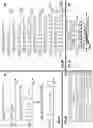 Fig. 07 - Punctured null data packet (NDP) within wireless communications