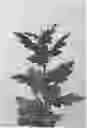 Fig. 01 - CHRYSANTHEMUM PLANT NAMED 'DLFEVID1'