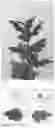 Fig. 02 - CHRYSANTHEMUM PLANT NAMED 'DLFEVID1'