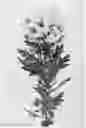 Fig. 01 - CHRYSANTHEMUM PLANT NAMED 'DLFROC2'