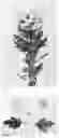 Fig. 02 - CHRYSANTHEMUM PLANT NAMED 'DLFROC2'