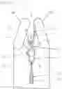 Fig. 17 - Method and device for stripping leaves and or flowers from a stalk