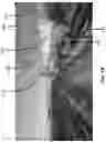 Fig. 03 - TRELLIS PANELS FOR SUNLIGHT DELIVERY, SHOOT POSITIONING, AND CANOPY DIVISION