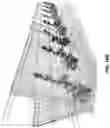 Fig. 18 - TRELLIS PANELS FOR SUNLIGHT DELIVERY, SHOOT POSITIONING, AND CANOPY DIVISION