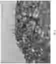 Fig. 07 - METHODS AND COMPOSITIONS FOR RAPID PLANT TRANSFORMATION