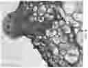 Fig. 09 - METHODS AND COMPOSITIONS FOR RAPID PLANT TRANSFORMATION