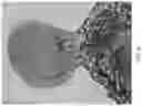 Fig. 10 - METHODS AND COMPOSITIONS FOR RAPID PLANT TRANSFORMATION