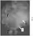Fig. 13 - METHODS AND COMPOSITIONS FOR RAPID PLANT TRANSFORMATION