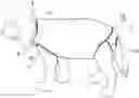 Fig. 01 - MEDICAL PET GARMENT
