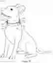 Fig. 03 - Multi-purpose collar/wrap-around leash with accessory attachment points