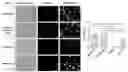 Fig. 01 - CRYOPROTECTANT AND/OR CRYOPRESERVANT COMPOSITION, METHODS AND USES THEREOF