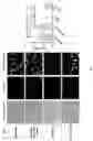 Fig. 04 - CRYOPROTECTANT AND/OR CRYOPRESERVANT COMPOSITION, METHODS AND USES THEREOF