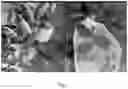 Fig. 02 - Method of Controlling Citrus Greening Disease