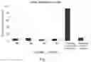 Fig. 08 - ANTI-MICROBIAL PEPTIDES AND METHOD FOR DESIGNING NOVEL ANTI-MICROBIAL PEPTIDES