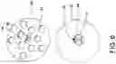 Fig. 07 - FINGER PLATE SYSTEM FOR PICKER HUBS
