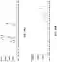 Fig. 31 - Methods of modulating gastrointestinal metabolites