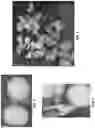 Fig. 04 - FRIED SNACK CHIPS AND METHODS OF FORMING THEM
