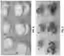 Fig. 06 - FRIED SNACK CHIPS AND METHODS OF FORMING THEM