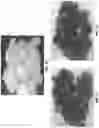 Fig. 08 - FRIED SNACK CHIPS AND METHODS OF FORMING THEM