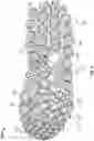 Fig. 07 - Sole with projections and article of footwear