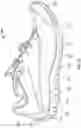 Fig. 14 - Sole with projections and article of footwear