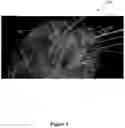Fig. 05 - SYSTEM AND METHOD FOR MODELING NEUROLOGICAL ACTIVITY
