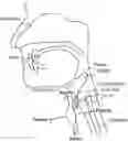 Fig. 01 - METHODS AND DEVICES FOR SCREENING SWALLOWING IMPAIRMENT