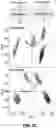 Fig. 05 - Wireless and noninvasive epidermal electronics