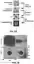 Fig. 06 - Wireless and noninvasive epidermal electronics