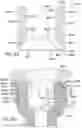 Fig. 33 - Pivotal bone anchor assembly having first and second split rings and an insert with post-placement tool deployment