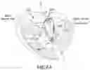 Fig. 12 - DEVICES, SYSTEMS AND METHODS FOR REPAIRING LUMENAL SYSTEMS