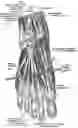 Fig. 01 - Methods, systems, and devices for treating nerve spasticity