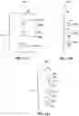 Fig. 12 - MASSAGE DEVICES, MASSAGE ELEMENTS, AND METHODS FOR RELIEVING SOFT TISSUE PAIN AND TENSION