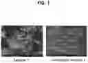 Fig. 02 - GINSENG POWDER, COSMETIC COMPOSITION COMPRISING SAME AND PREPARATION METHOD THEREOF