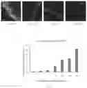 Fig. 04 - MESOPOROUS SPONGE SPICULE  AND METHODS THEREOF