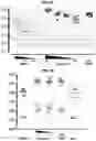 Fig. 07 - Lipid formulations with immunogens