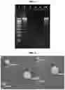 Fig. 02 - METHODS OF MAKING LIPID FORMULATIONS WITH IMMUNOGENS