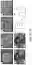 Fig. 09 - MICROFLUIDICS DEVICE FOR FABRICATION OF LARGE, UNIFORM, INJECTABLE HYDROGEL MICROPARTICLES FOR CELL ENCAPSULATION