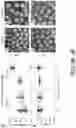 Fig. 10 - MICROFLUIDICS DEVICE FOR FABRICATION OF LARGE, UNIFORM, INJECTABLE HYDROGEL MICROPARTICLES FOR CELL ENCAPSULATION