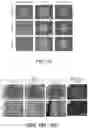 Fig. 16 - MICROFLUIDICS DEVICE FOR FABRICATION OF LARGE, UNIFORM, INJECTABLE HYDROGEL MICROPARTICLES FOR CELL ENCAPSULATION