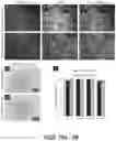 Fig. 20 - MICROFLUIDICS DEVICE FOR FABRICATION OF LARGE, UNIFORM, INJECTABLE HYDROGEL MICROPARTICLES FOR CELL ENCAPSULATION